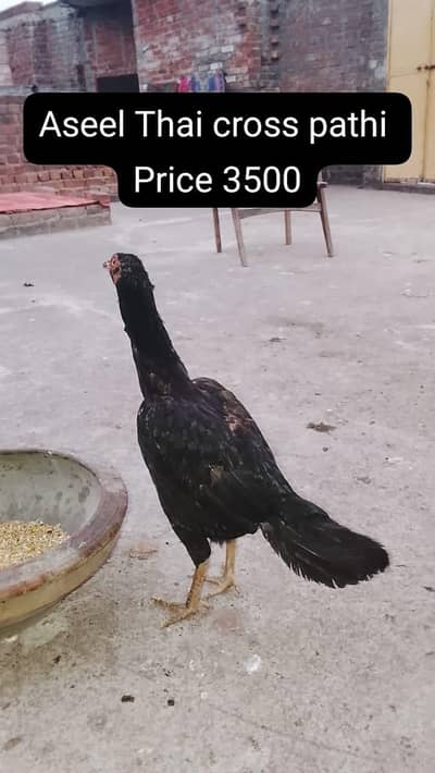 Aseel Hen|For sale|Thai cross|For sale|