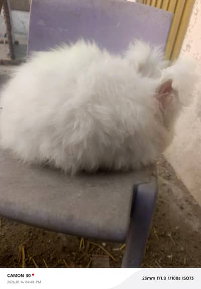 English angora rabbit 03020653616 female