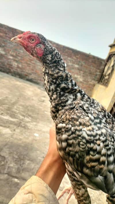 2 asell madiyan hai ek pure hiraaa ek coco calr pure miyawali