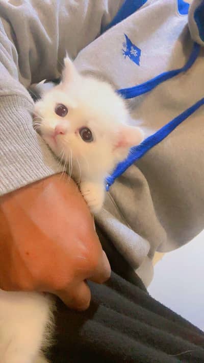 Persian Triple Coted Kittens