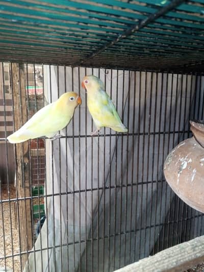 Lovebirds Breeder Pairs