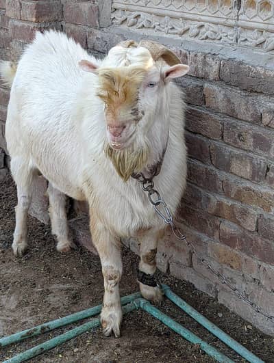 Gulabi teda breder male