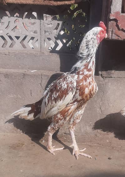 Cheena Murgha, Jawa Murgha, Mushqi, Mianwali, Paper White Murghi