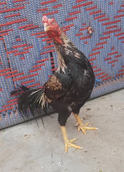 Jawa Murgha, Mushqi, Mianwali Murghi