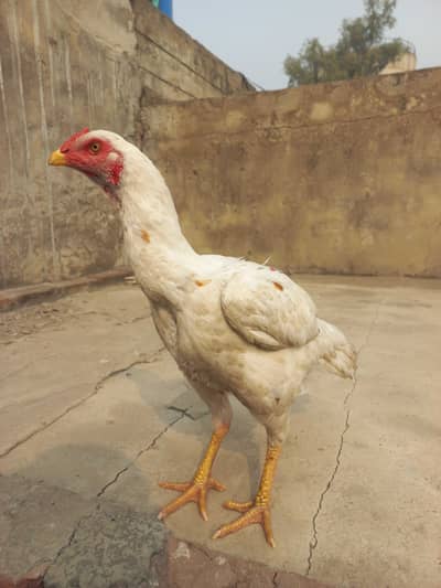 Pure Heera Cross Aseel Pathi