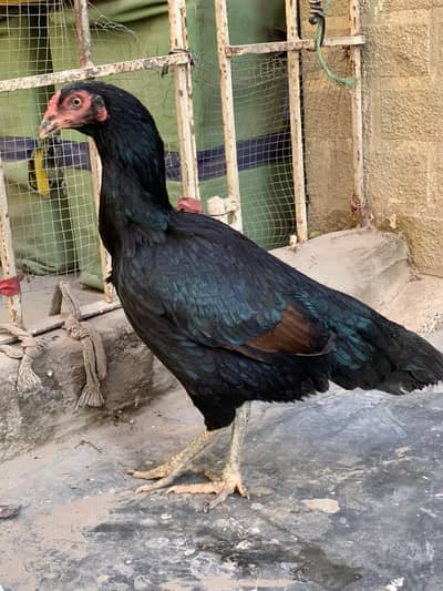 2 Aseel Madi for Sale