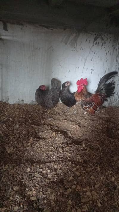 English game set for sale