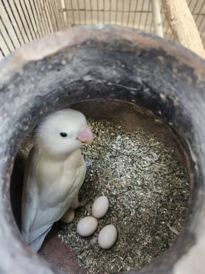 Albino Female with Cage