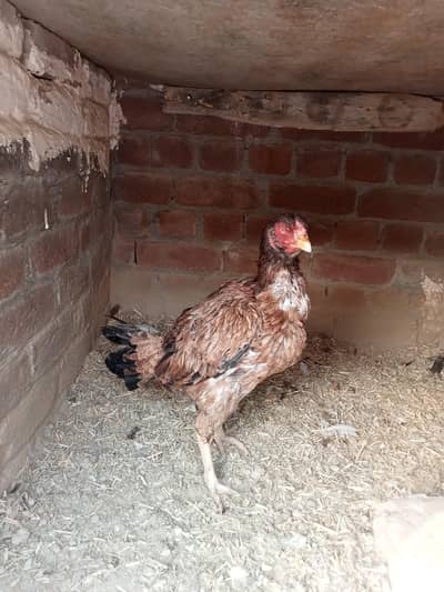 aseel or polish chicks for sale