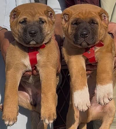 pure afghan kuchi top quality dog puppies available for sale