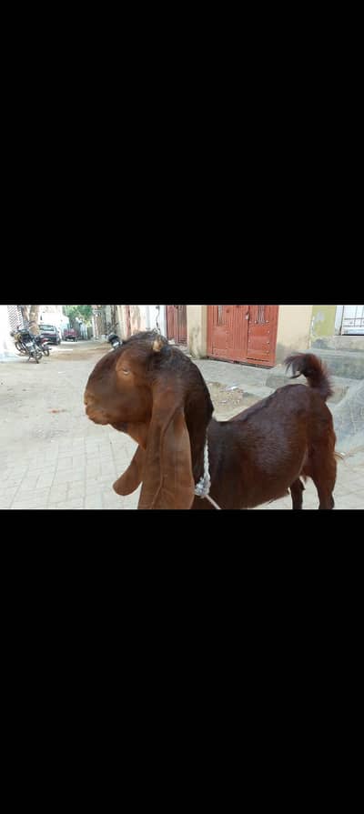 mashsllah khassi male