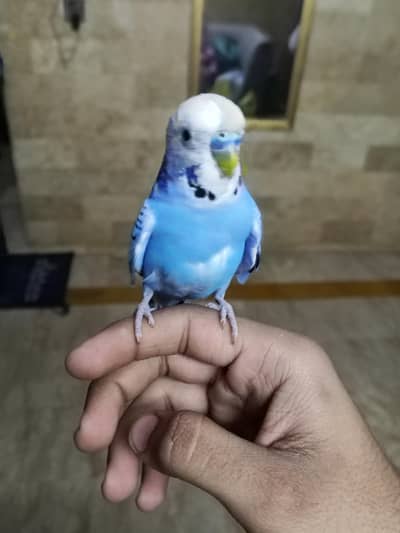 handtame breeder pair