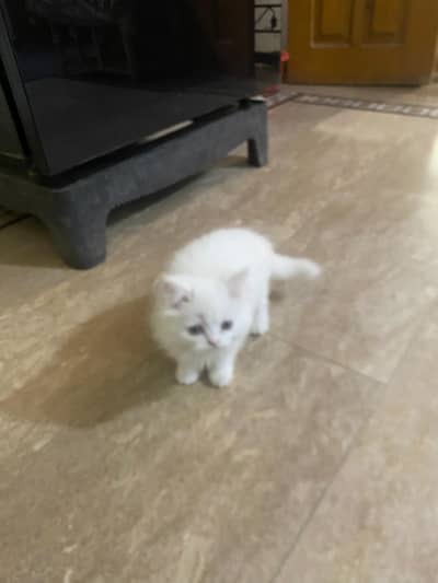 healthy Persian cats