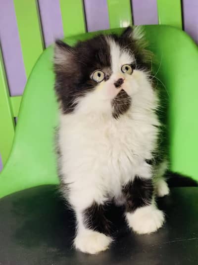 Persian Male kitten Available