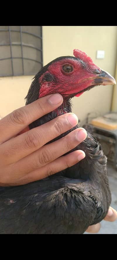 Burmi x pakoye game available