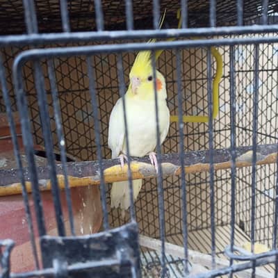 ready to send breeed . . cocktail