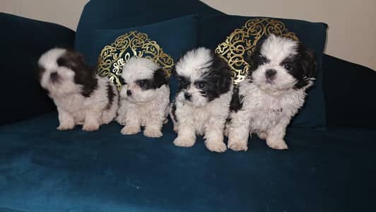 I want to sale my shitzu puppies