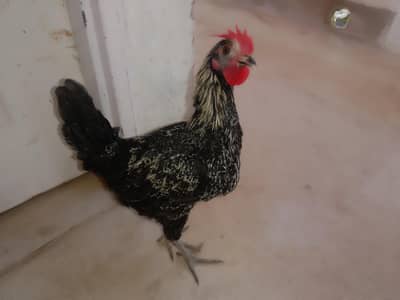 Aseel cros briding pair