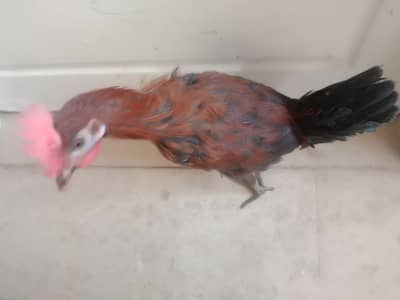 Aseel cros briding pair