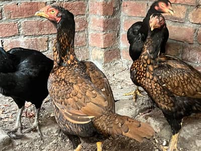aseel English male and mian wali breed