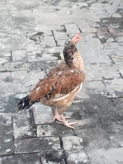 Serious contact only