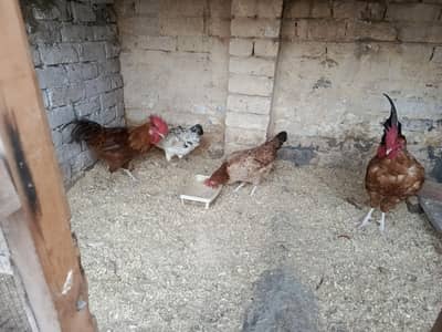Golden Misri Hens for Sale – High Egg Production & Healthy Hens!