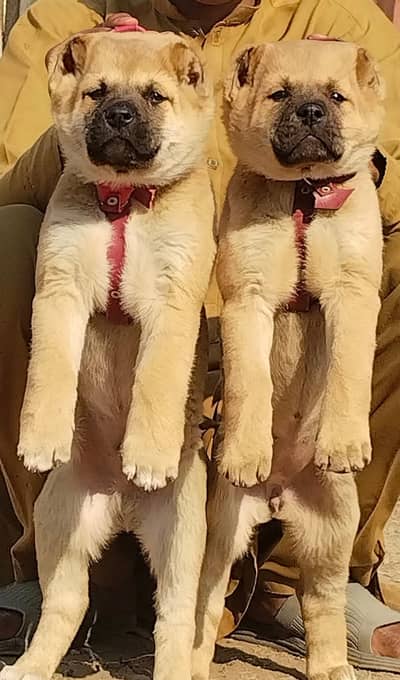 kurdish kangal pair | security dog | kurdish kangal puppy