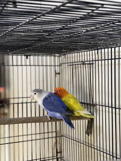 love birds breeder  pairs