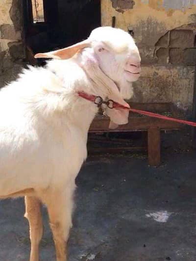 Gulabi breader 4 dant |  Healthy & Active | Gulabi Bakra