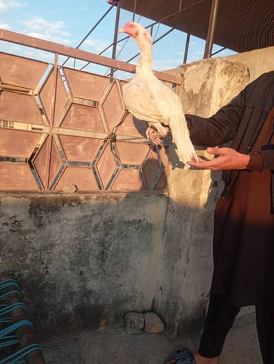 white aseel age 8 months.