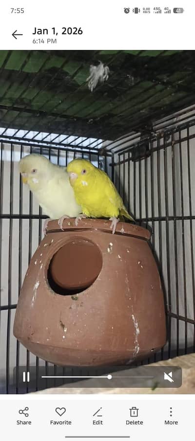 goldian finch breeder pair and Australian pair