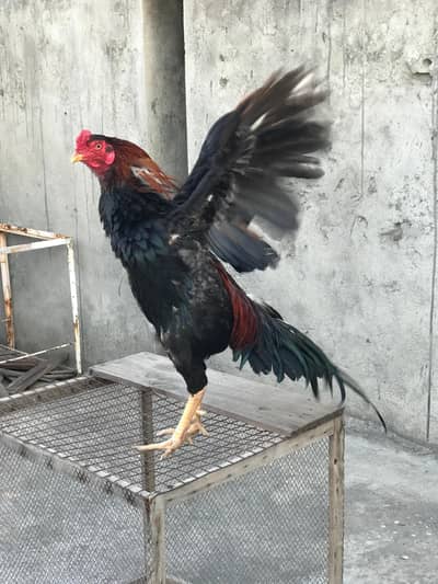 acha quality Wala chez ha price final ha pleas bhas na kran