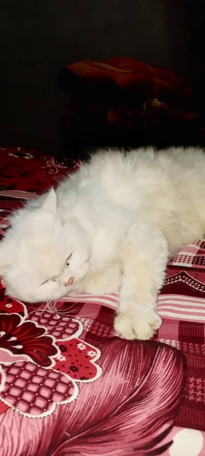 Persian male cat for sale