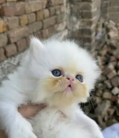 full trnd kittan tripal cote active piki  03181833788wtsp