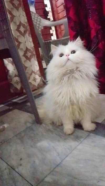 punch face  with Golden eyes pershion cat v playable  Little trained