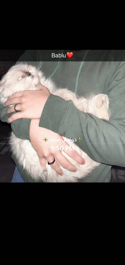 Persian himalian male cat