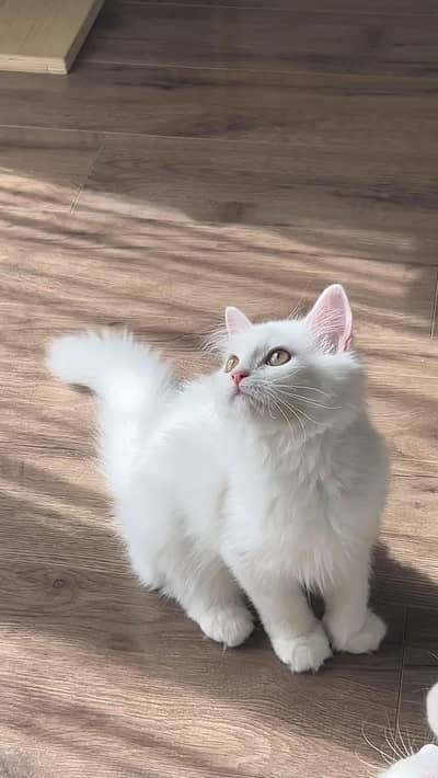Persian cat for sale my WhatsApp number 03241295120