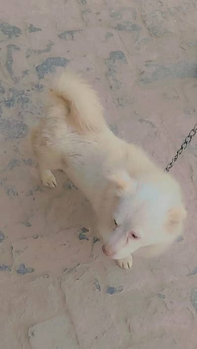 good  condition very nice