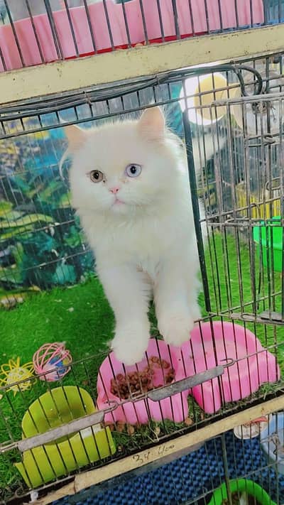 beautiful cat long cort odd eyes