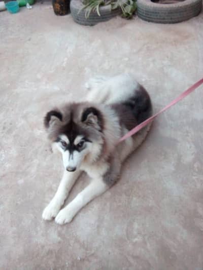 beautiful husky for sale