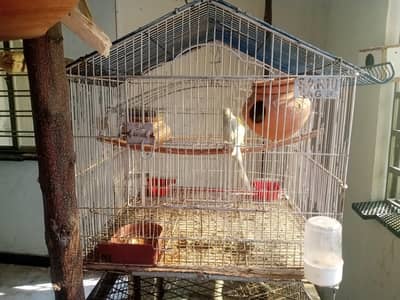 cage for sale with single parrot