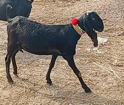 Ambarsari beetal gabban bakri