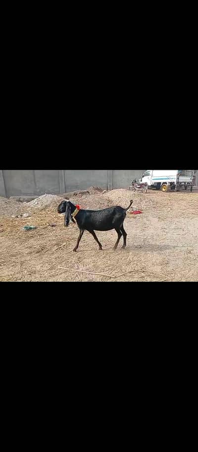 Ambarsari beetal gabban bakri