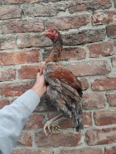 Thai pathi burmiXpokoye