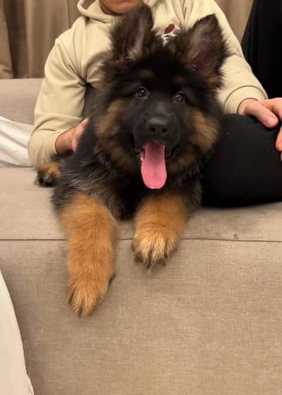 German shepherd | German Shepherd puppies | Gsd For sale