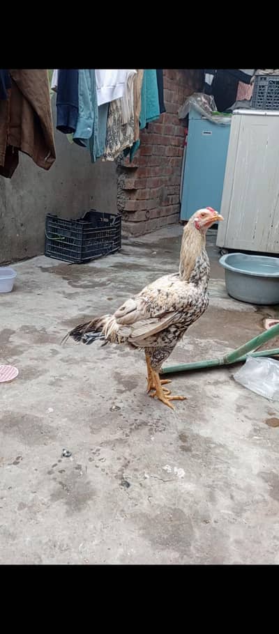 aseel Thai phata no problem it's every ok 5000 fix Whatsapp03289151513