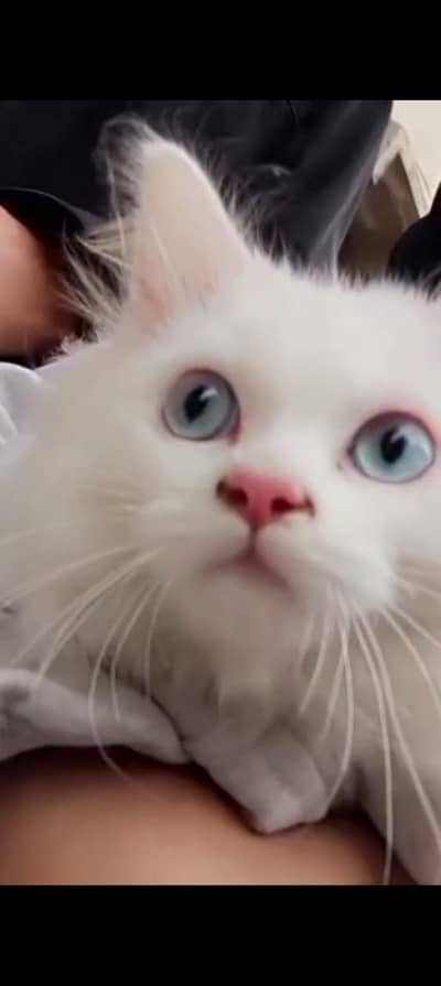 Russian cat For sale