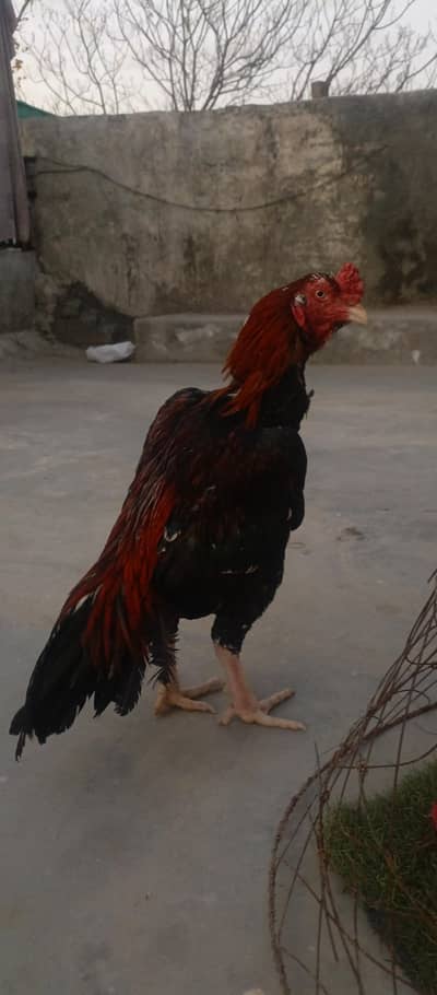 aseel high quality lakha bird