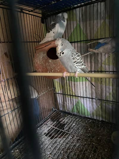 exhibition breeder pair