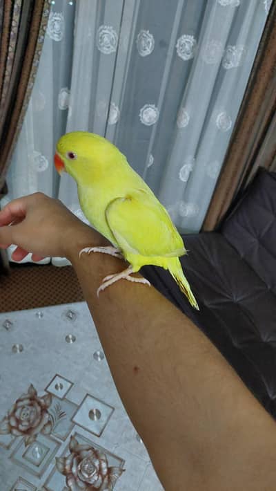 yellow ringneck male and female for sale good pair.